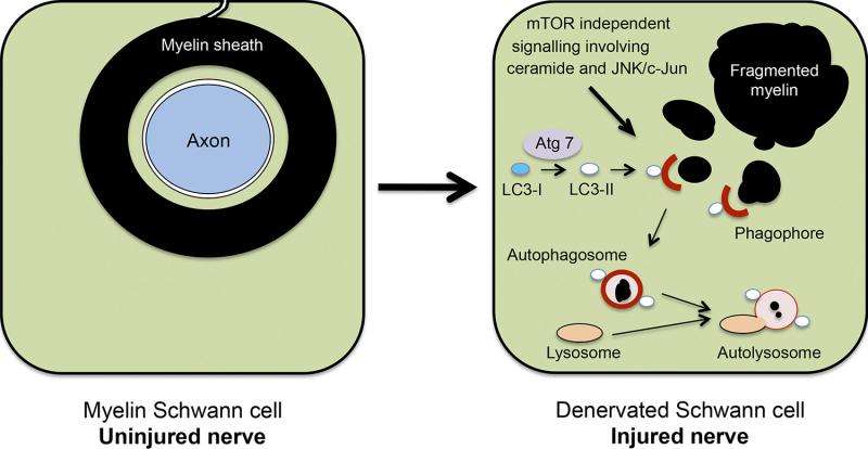 schwann cells "dine in" to clear myelin from injured nerves