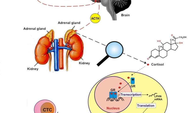 stress hormone is key factor in failure of immune