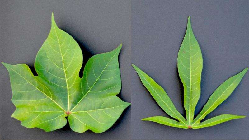 研究人员破解基因密码,确定棉花中的叶子形状