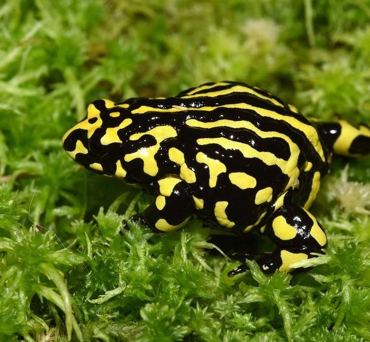 Dead, shrivelled frogs are unexpectedly turning up across eastern  Australia. We need your help to find out why - ABC News