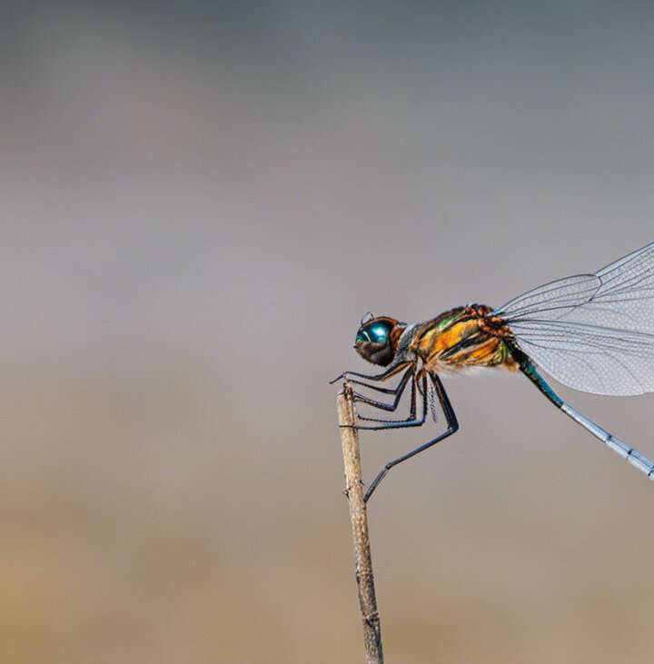 From dragonflies to kingfishers: The science behind nature's brilliant blues