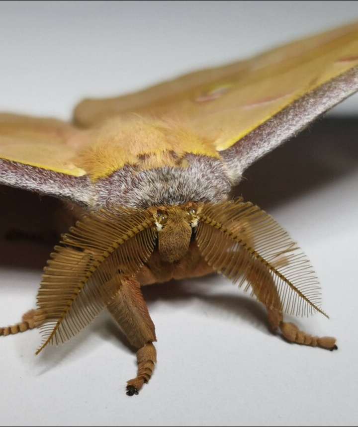 The Passive Stealth Wing of the Moth