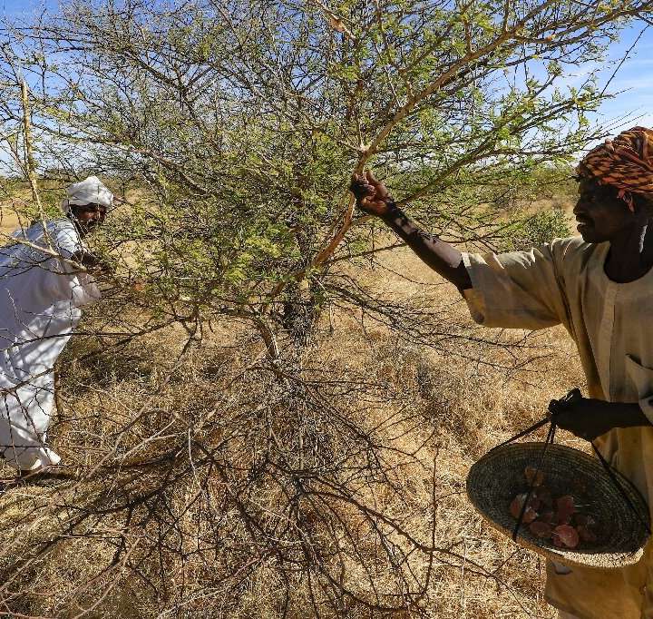 Sudan's prized gum trees ward off drought but workers wither