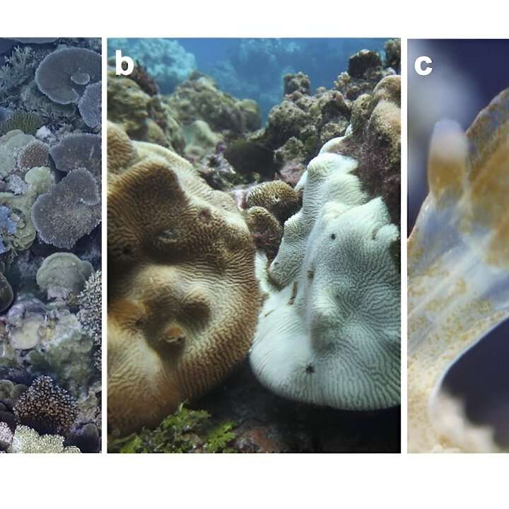 Remote Pacific coral reef shows some ability to cope with ocean warming