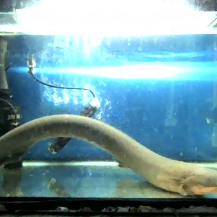Shocking' discovery: Electricity from electric eels may transfer genetic  material to nearby animals