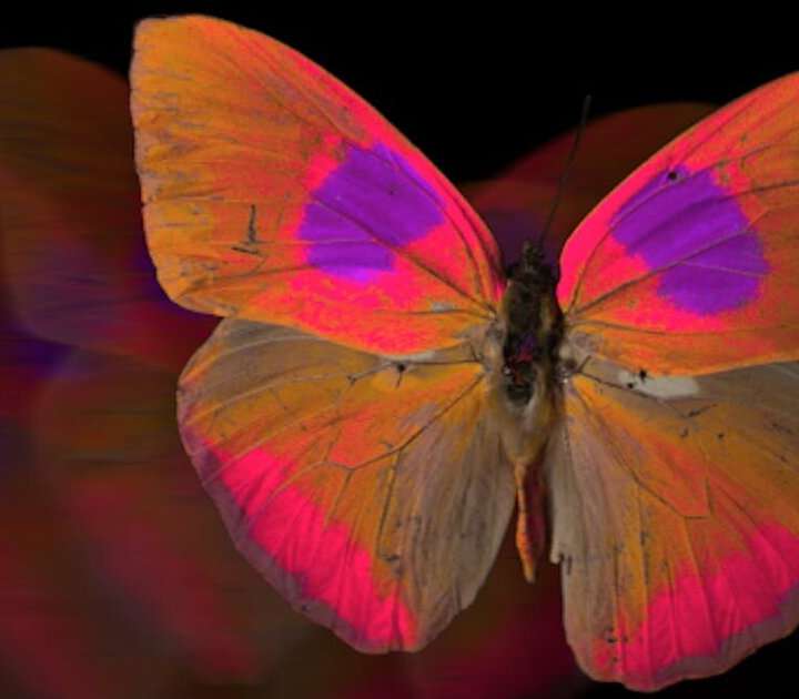 Bright colors in the animal kingdom: Why some use them to impress and  others to intimidate