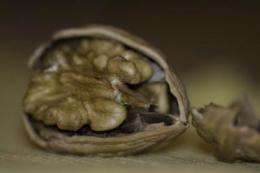 Walnuts, walnut oil, improve reaction to stress