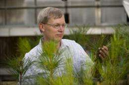 Virginia Tech shares in grant to study effects of climate change on southern pine forests