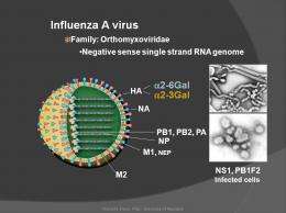 Avian Flu Research Sheds Light on Swine Flu Outbreak (w/Podcast)