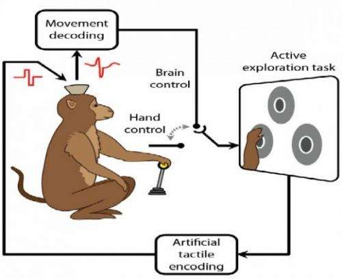 Monkeys feel, move virtual objects using only their brains (w/ video)