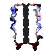 New protein structure expands nature's repertoire of biomolecules