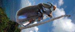 UOG entomologist receives new grant monies to combat the rhino beetle