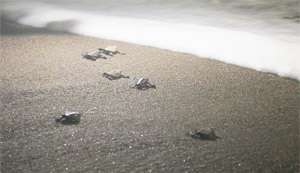 Epson and Kamogawa Sea World Report on Loggerhead Sea Turtle Protection Project