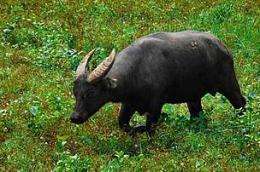 World’s rarest buffalo population reaches all-time high