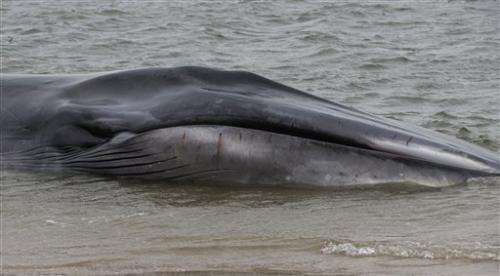 Ailing whale washes ashore at New York City beach
