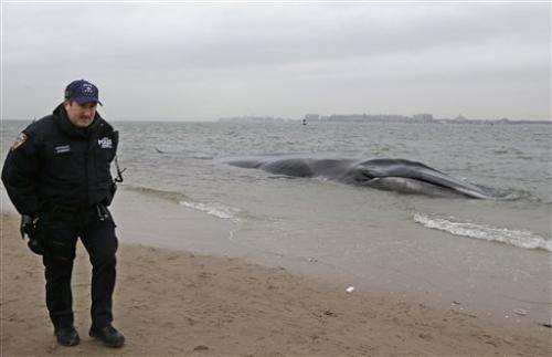 Ailing whale washes ashore at New York City beach