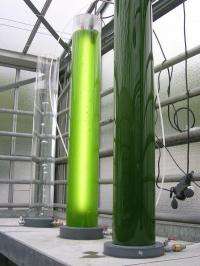 A project to research biological and chemical aspects of microalgae to fuel approach