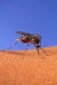 Introducing birth control in mosquitoes