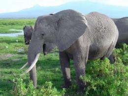 Mystery of elephant infrasounds revealed