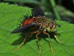 NHM entomologist wins grant to investigate mega-diverse insect order
