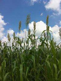 Team aims to make sugarcane, sorghum into oil-producing crops