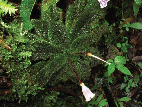 A Malaysian beauty: Newly described endemic herb species under threat of extinction