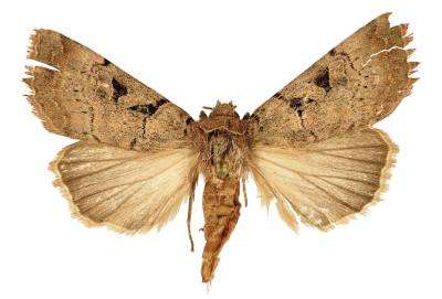 A new Anagnorisma moth species from the beautiful Binaloud Mountain Iran
