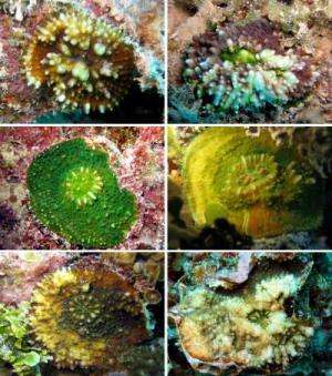 A new coral reef species from the Gambier Islands, French Polynesia