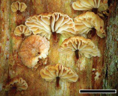 Beautiful but hiding unpleasant surprise: 3 new species of fetid fungi from New Zealand