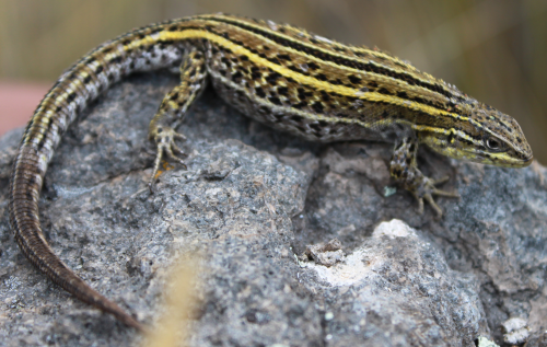 Describing biodiversity on tight budgets: 3 new Andean lizards discovered