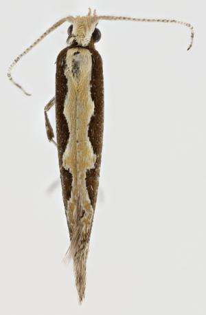 Discovering a diamondback moth: Overlooked diversity in a global pest