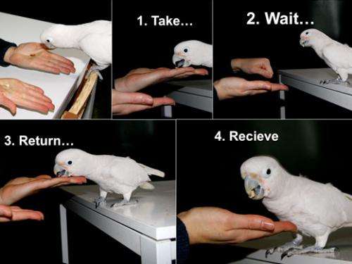 Doing business with a parrot: Goffin cockatoos trade with nuts in an exchange experiment