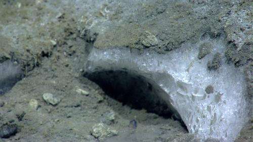 Explorers discover northernmost Atlantic seeps, deep-sea canyon diversity, off US Northeast