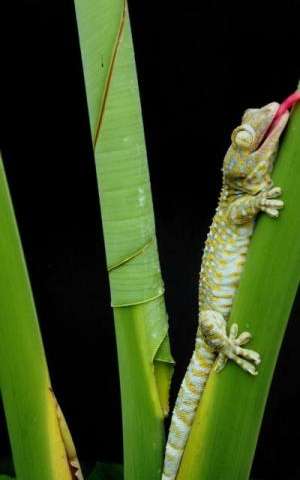 geckos akron