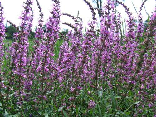 Natural selection enables purple loosestrife to invade northern Ontario