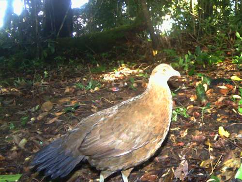 Rare pheasant snapped in Sumatra