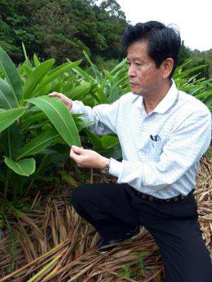 Shinkichi Tawada, professor of the faculty of Agriculture at the University of the Ryukyus, shows a leaf of 'getto' plant, in Ni
