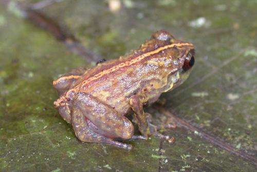 Three new species of tiny frogs from the remarkable region of Papua New Guinea