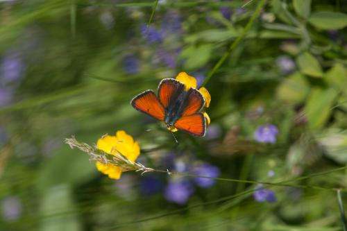 Turning problems into solutions: Land management as a key to countering butterfly declines