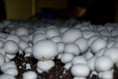 紫外线能产生富含维生素d的蘑菇