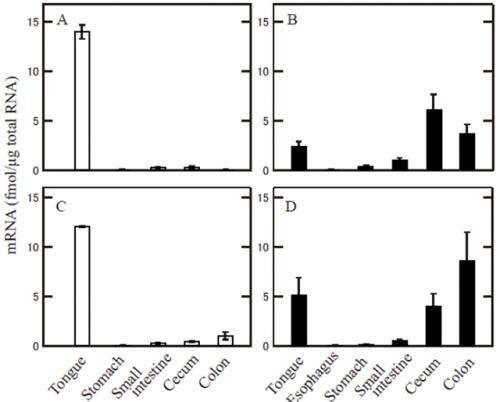 Expression of taste signal transduction molecules in the cecum of common marmosets