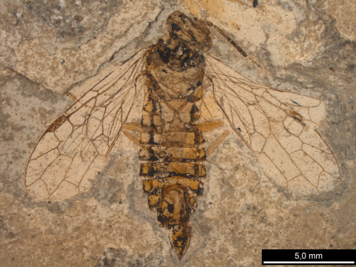 Fossils clarify the origins of wasps and their kin: alderfly ancestors, snakefly cousins