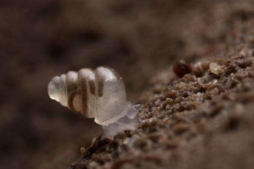 Life deep down: A new beautiful translucent snail from the deepest cave in Croatia