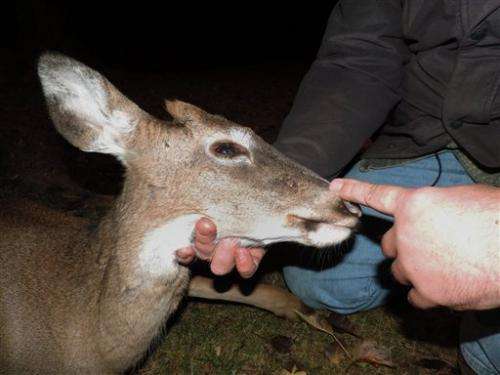 NJ biologists remove arrow from deer's head