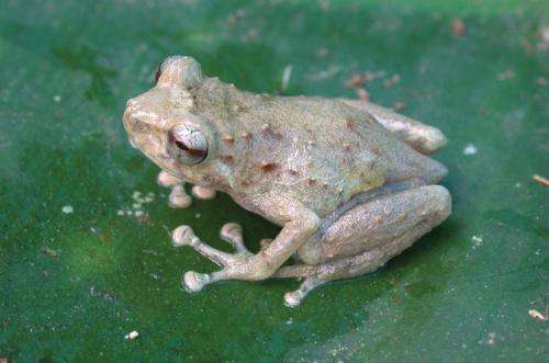 Three new species of tiny frogs from the remarkable region of Papua New Guinea
