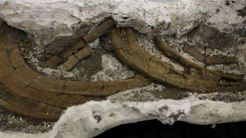 Scientists find ancient fossils in Panama