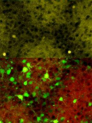 研究人员识别导向分子神经元高清遥感