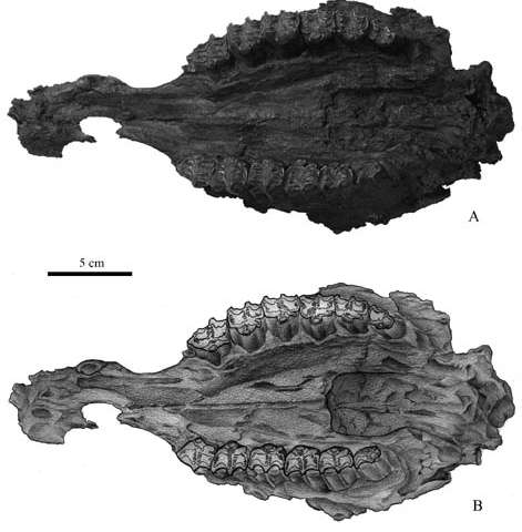 Two Miocene Hipparion species identified from Shihuiba locality of Lufeng, Yunnan, China