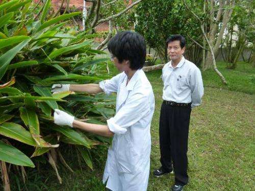 A student and Shinkichi Tawada (R), professor of the faculty of Agriculture at the University of the Ryukyus, collect samples of