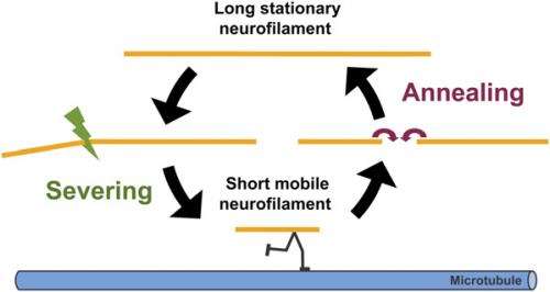 Splice this: End-to-end annealing demonstrated in neuronal neurofilaments